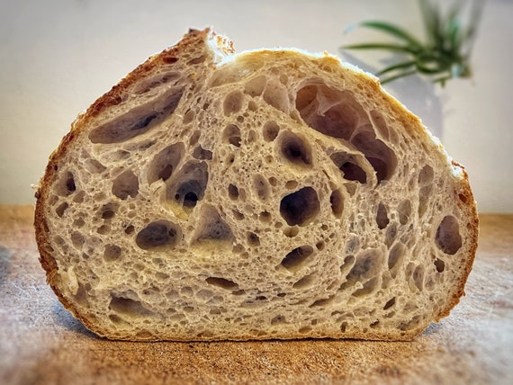 Gold Award Sourdough Starter. Organic, Fresh, Never Dehydrated. Includes Sourdough Recipe. Gift Idea for Teachers. Fathers Day Gift Ideas.