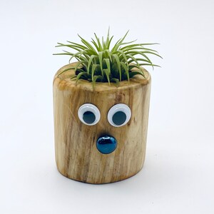 Air Plant with Silly Face and Wood Vessel