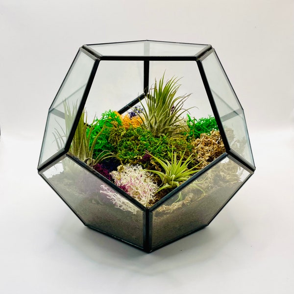 Glass Hexagon Terrarium with Air Plants