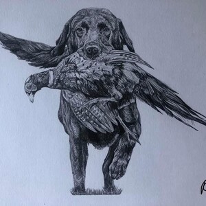 K&ouml;nnte beinhalten: Schwarz-Wei&szlig;-Bleistiftzeichnung eines Labrador Retrievers, der einen Fasan im Maul tr&auml;gt. Der Hund schreitet vorw&auml;rts, die Fl&uuml;gel des Vogels sind ausgebreitet. Die Zeichnung ist detailliert und vor wei&szlig;em Hintergrund.