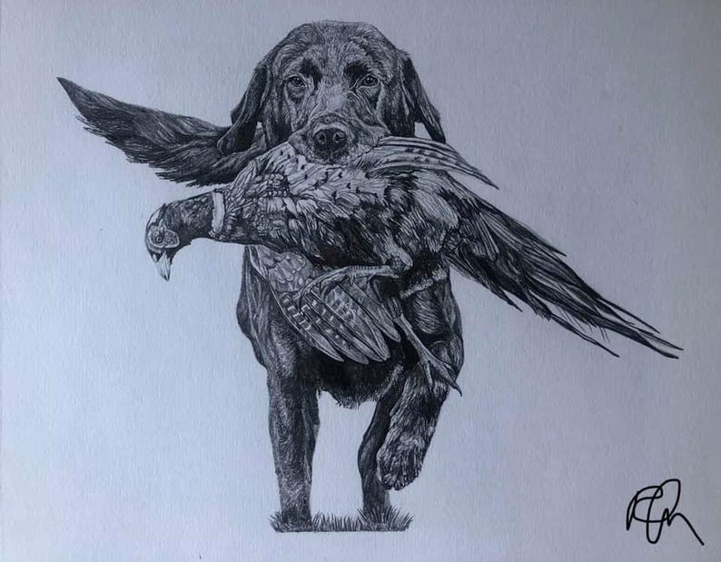 K&ouml;nnte beinhalten: Schwarz-Wei&szlig;-Bleistiftzeichnung eines Labrador Retrievers, der einen Fasan im Maul tr&auml;gt. Der Hund schreitet vorw&auml;rts, die Fl&uuml;gel des Vogels sind ausgebreitet. Die Zeichnung ist detailliert und vor wei&szlig;em Hintergrund.