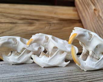 Craft Muskrat Skull