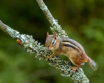 Chipmunk Photo Print | Original Nature Photography | Fine Art Wall Decor