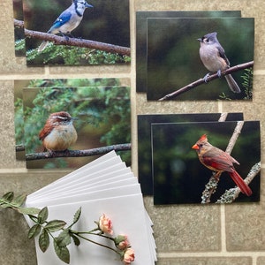 Blank Notecards Bird Photography | Boxed Set of 8 | Perfect Gift for any Occasion | Cardinal | Blue Jay | Tufted Titmouse | Carolina Wren