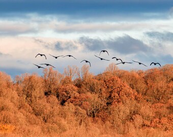 Canada Geese Autumn Landscape Photography | Pennsylvania Wildlife Art | Canvas Wall Decor