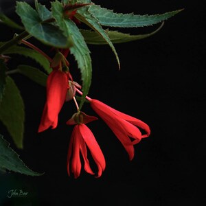 Begonia Wall Art | Botanical Wall Art | Begonia Photography | Original Photography | Red Flowers | Giclee Prints | Fine Art | Home Decor