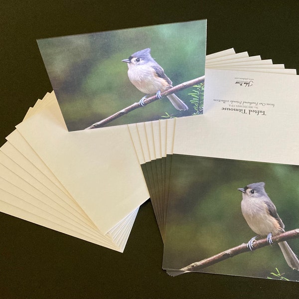 Tufted Titmouse | Blank Photo Notecards | Boxed Set of 8 or Single Card | All-Occasion Greeting Cards | Bird Photography | Gifts for Anyone