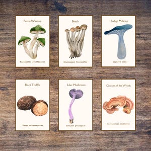 Aquarell Pilz Bildkarten - Bestimmungskarten für die Naturkunde (digitaler Download)