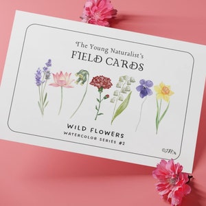 Cartes flash aquarelle - Fleurs sauvages | Impressions d'art numérique pour Reggio Provocations, Charlotte Mason Units, Waldorf & Montessori Studies