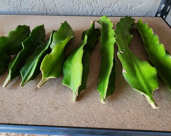 Dragonfruit cuttings