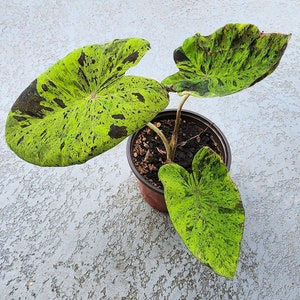 Colocasia &quot;Mojito&quot; olifantenoorplant