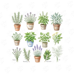 Puede incluir: Una colección de ilustraciones en acuarela que muestran varias hierbas, incluyendo romero, tomillo, albahaca, salvia, orégano, menta, cilantro, eneldo, lavanda y hojas de laurel, con varias hierbas en macetas de terracota o cerámica azul etiquetadas.