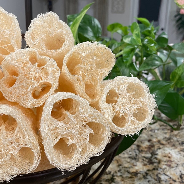 Homegrown Loofah Sponge | Eco-friendly | All Natural | Biodegradable | ZERO PLASTIC