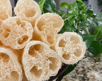 Homegrown Loofah Sponge | Eco-friendly | All Natural | Biodegradable | ZERO PLASTIC