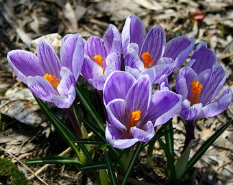 Sous-verres en céramique (Crocus)