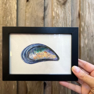 Mussel Shell framed art print