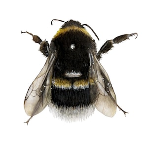 Bumble Bee Archival Art Print