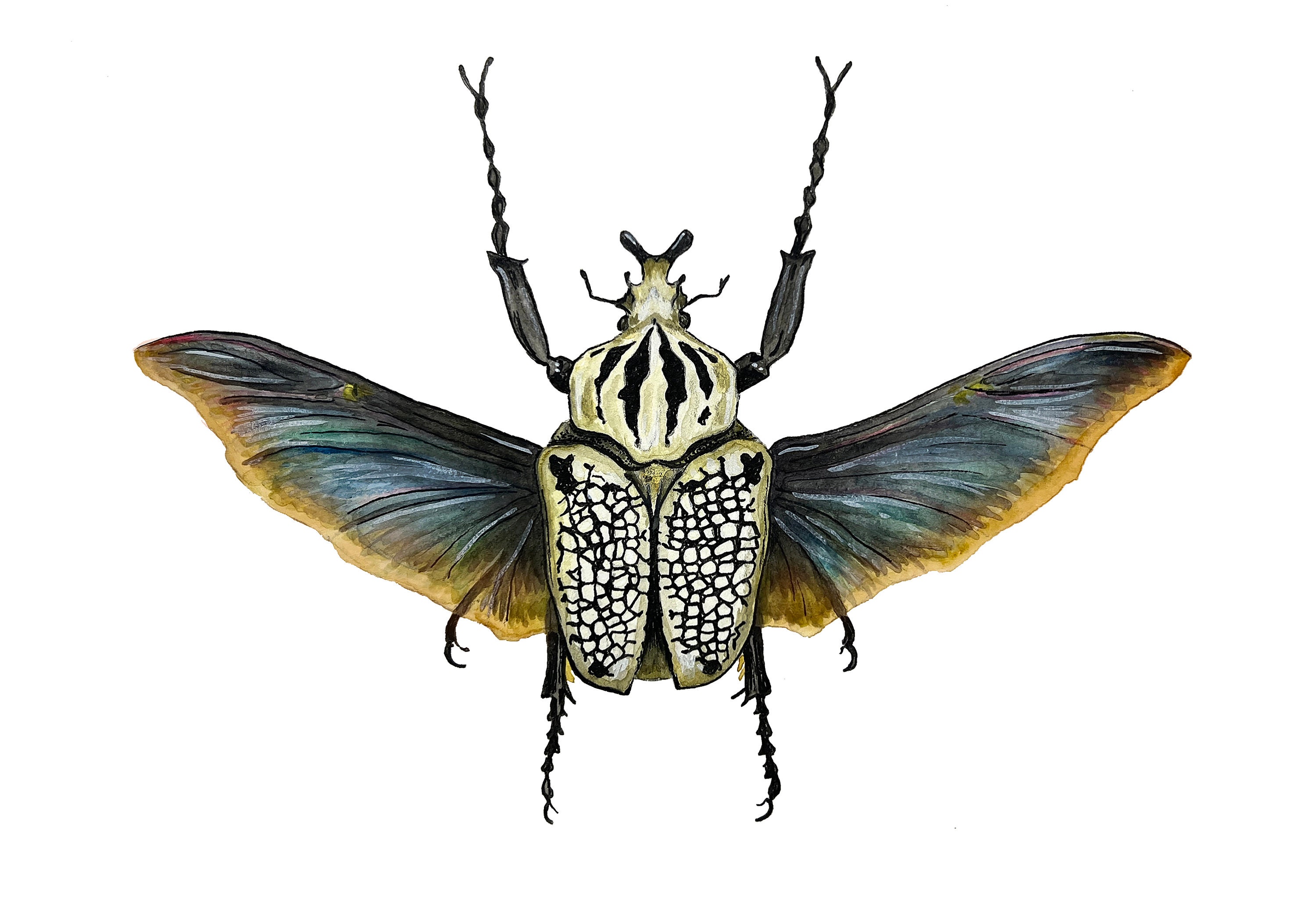 コンゴ産 オリエンタリスオオツノハナムグリ 92mm コンゴ産 ゴライヤス