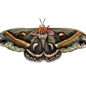 Cecropia Moth Archival Art Print