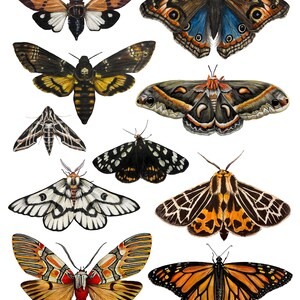 Lepidoptera Compilation Archival Art Print
