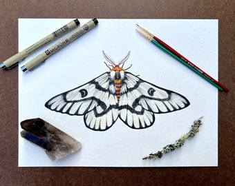 Moth Archival Art Print