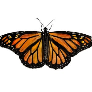 Monarch Butterfly Archival Art Print