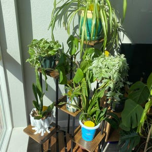 May include: A tiered plant stand with six shelves, made of dark brown wood and black metal, holds a variety of potted plants, including a spider plant, a monstera, a snake plant, and a peace lily.