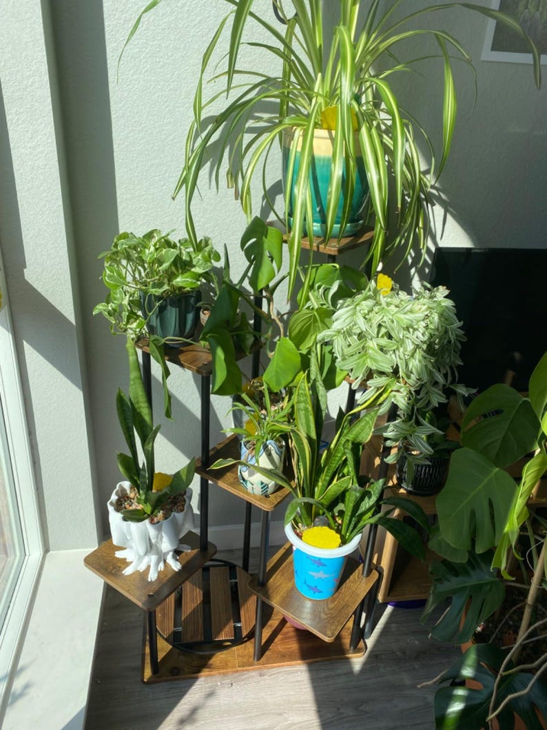 May include: A tiered plant stand with six shelves, made of dark brown wood and black metal, holds a variety of potted plants, including a spider plant, a monstera, a snake plant, and a peace lily.