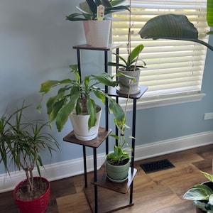 May include: A black metal plant stand with four wooden shelves. The stand is holding five potted plants, including a green orchid, a snake plant, a peace lily, and two other plants. The stand is in a room with light blue walls and wood floors.