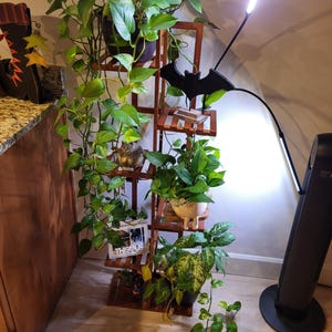 Pu&ograve; includere: Un portavasi in legno con cinque ripiani, che contiene diverse piante in vaso, tra cui un pothos, un monstera e un philodendron. Una decorazione a forma di pipistrello nero &egrave; fissata al ripiano superiore. Una lampada da coltivazione a LED bianca &egrave; sullo sfondo.