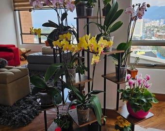 May include: A black metal plant stand with multiple shelves, displaying a variety of orchids in bloom. The orchids are in different colors, including pink, purple, and yellow. The stand is on a wooden floor.