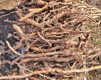 Freshly dug Sassafras Root - Roots Harvested April 25, 2024