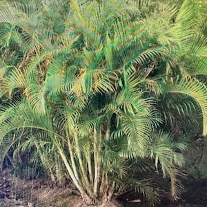 Area Palm Seeds - Packet of 25 seeds