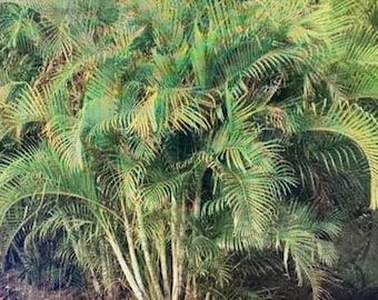 5 Semi Di Dypsis Lutescens &ndash; Palma Areca, Palma Da Canna Dorata