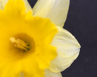 Pioggia di narcisi