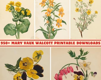 Collezione d'arte botanica di Mary Vaux Walcott: oltre 950 stampe ad acquerello (download digitale)