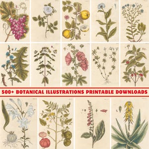 500+ Vintage Botanical Illustrations | 300 DPI Printable Art | Retro Flower Drawing | Floral Wall Art | Flower Sketches | Herbal Plant Print