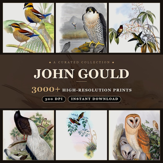 John Gould Ornithological Art Collection: 3000+ High-Res Bird Prints (Digital Download)