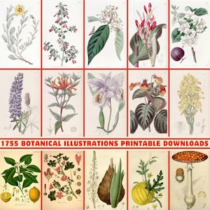 1755 Botanical Illustrations 300 DPI Printable Digital Print Set |Kohler's Medicinal Plants|Edwards's Botanical Register|Flora Homoeopathica