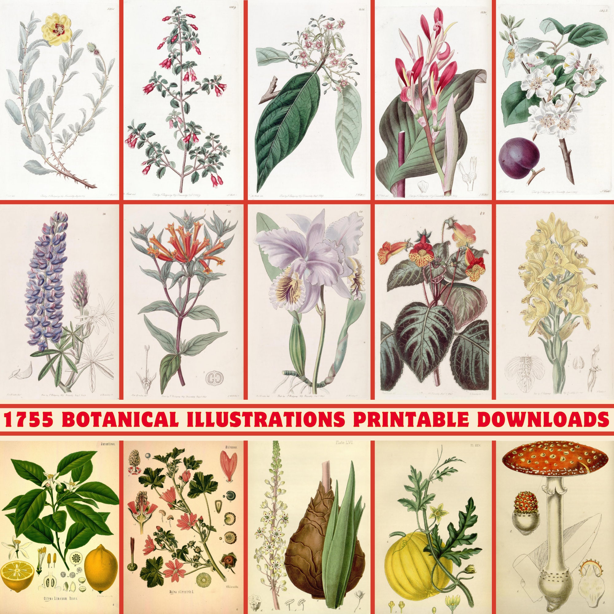 1755 Botanische Illustrationen 300 DPI Druckbares Digitaldruck Set|Kohler's Heilpflanzen|Edward's Botanisches Register|Flora Homöopathica