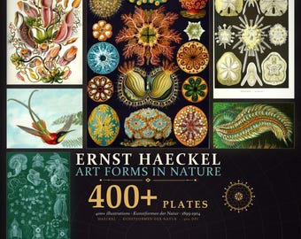 May include: A digital collection titled Ernst Haeckel Art Forms in Nature featuring 400+ plates. The image displays various scientific illustrations of plants, sea creatures, and birds in vibrant colors against white, black, and green backgrounds.