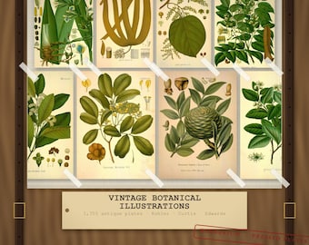 May include: A collection of eight vintage botanical illustrations featuring various green plants, leaves, and flowers on cream-colored paper, secured with white tape. A rectangular label displays the text VINTAGE BOTANICAL ILLUSTRATIONS.