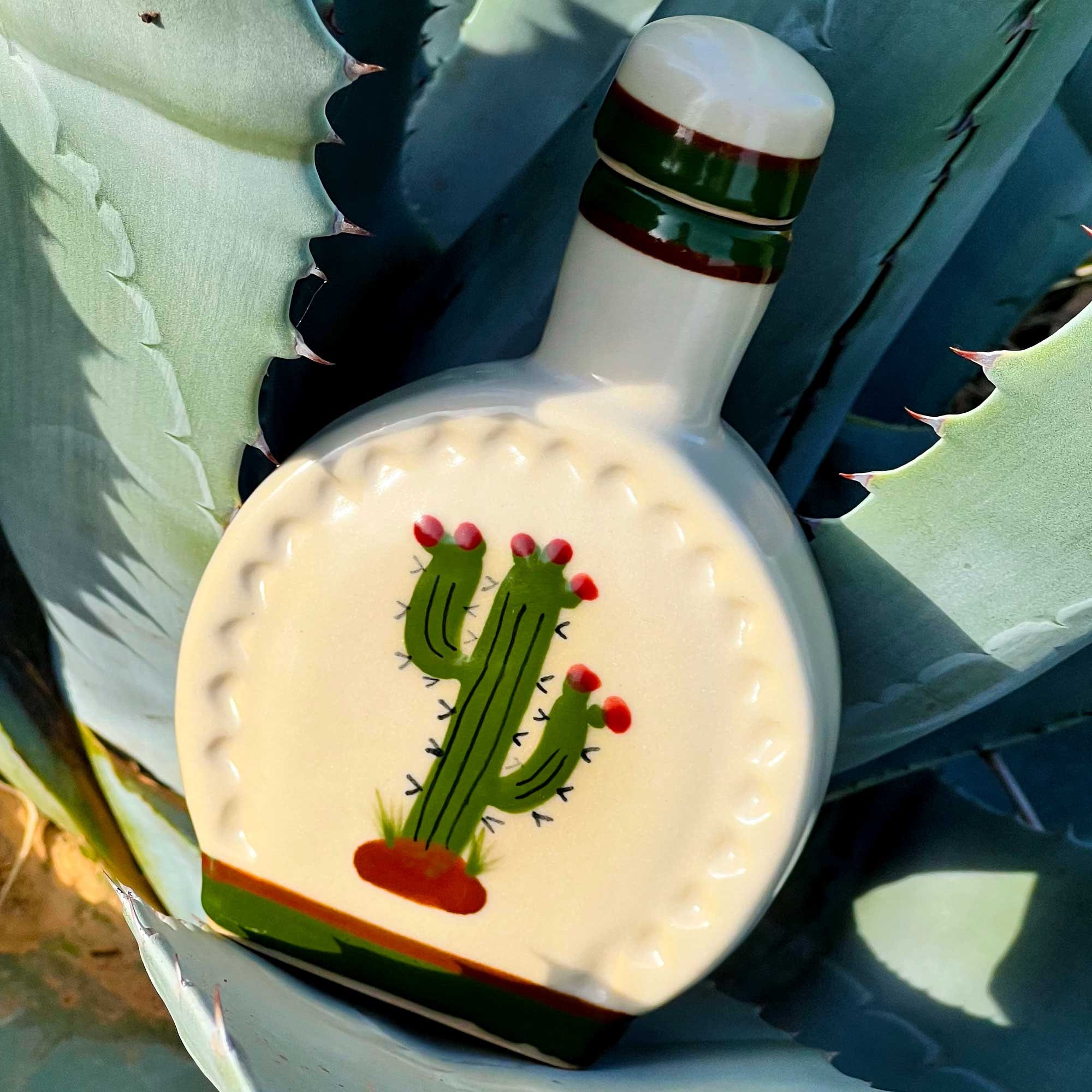 kaktus lilienthal Cactus  Lichtenfelt's