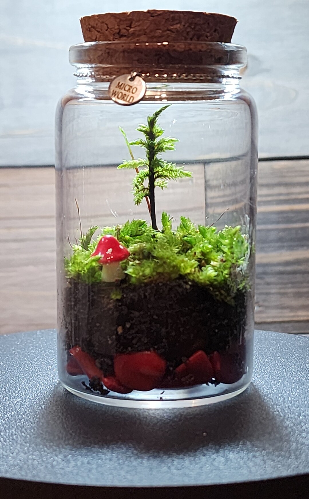 Cute Island DIY Live Tree Moss Terrarium Kit, Fairy Garden