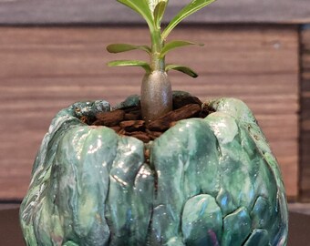 SEHR SELTENER Adenium Arabicum Rachinee-Sämling, Bonsai, Sukkulente, rosa/rote Blüten, breiter Caudex, eingetopft, Einweihungsgeschenk, exotische Pflanze