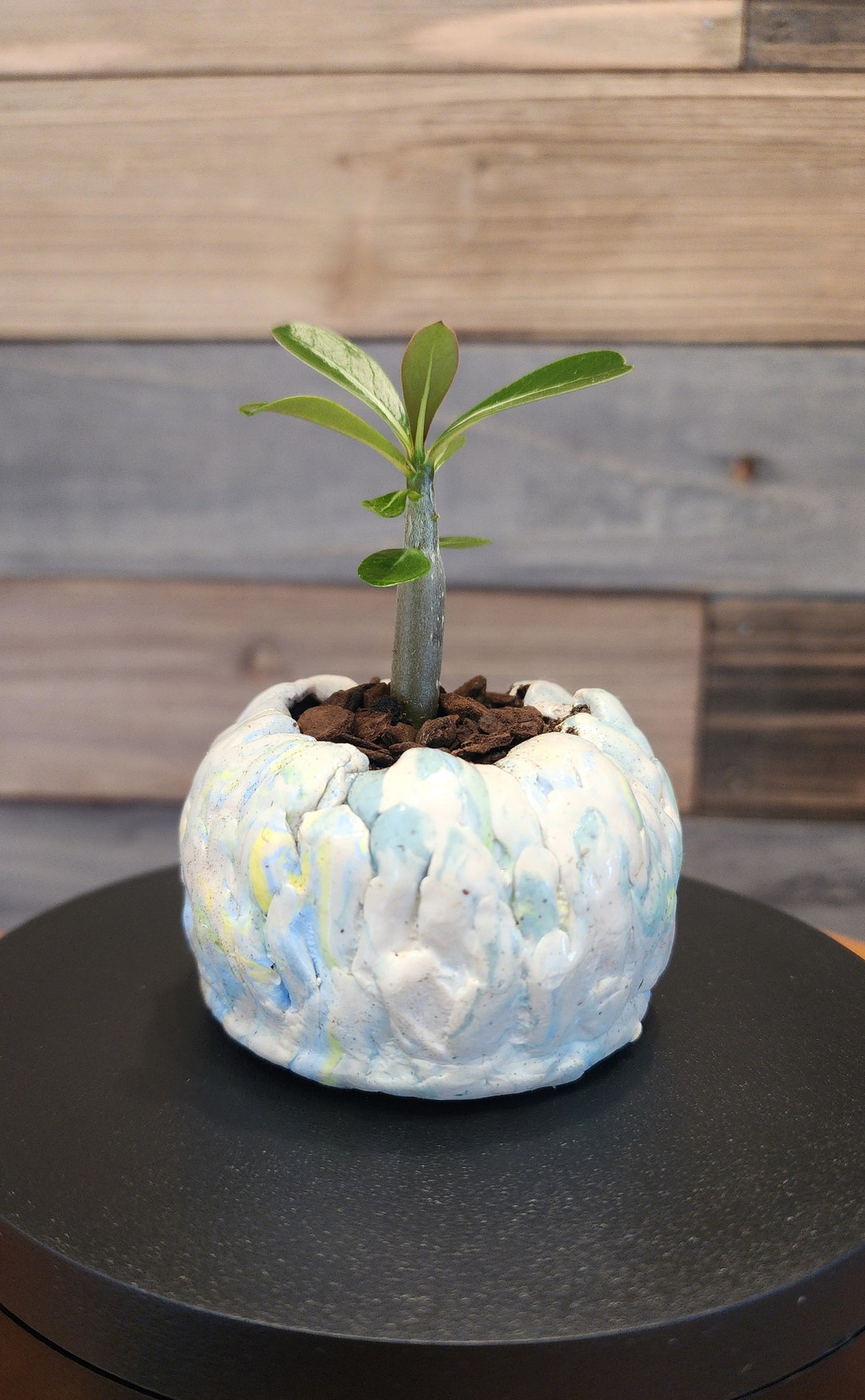 RARE Adenium Obesum/desert Rose /multiflorum, Bonsai Tree. Young ...