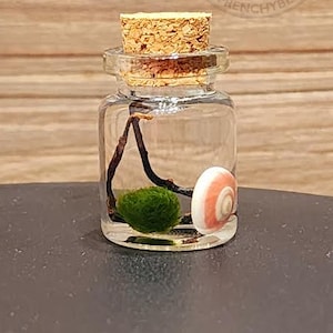 Hey! I recently got this moss ball off of  (local seller). I