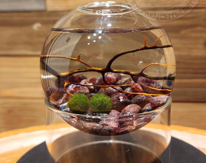 Unique and Limited Edition Live Marimo Moss Ball Terrarium Kit With