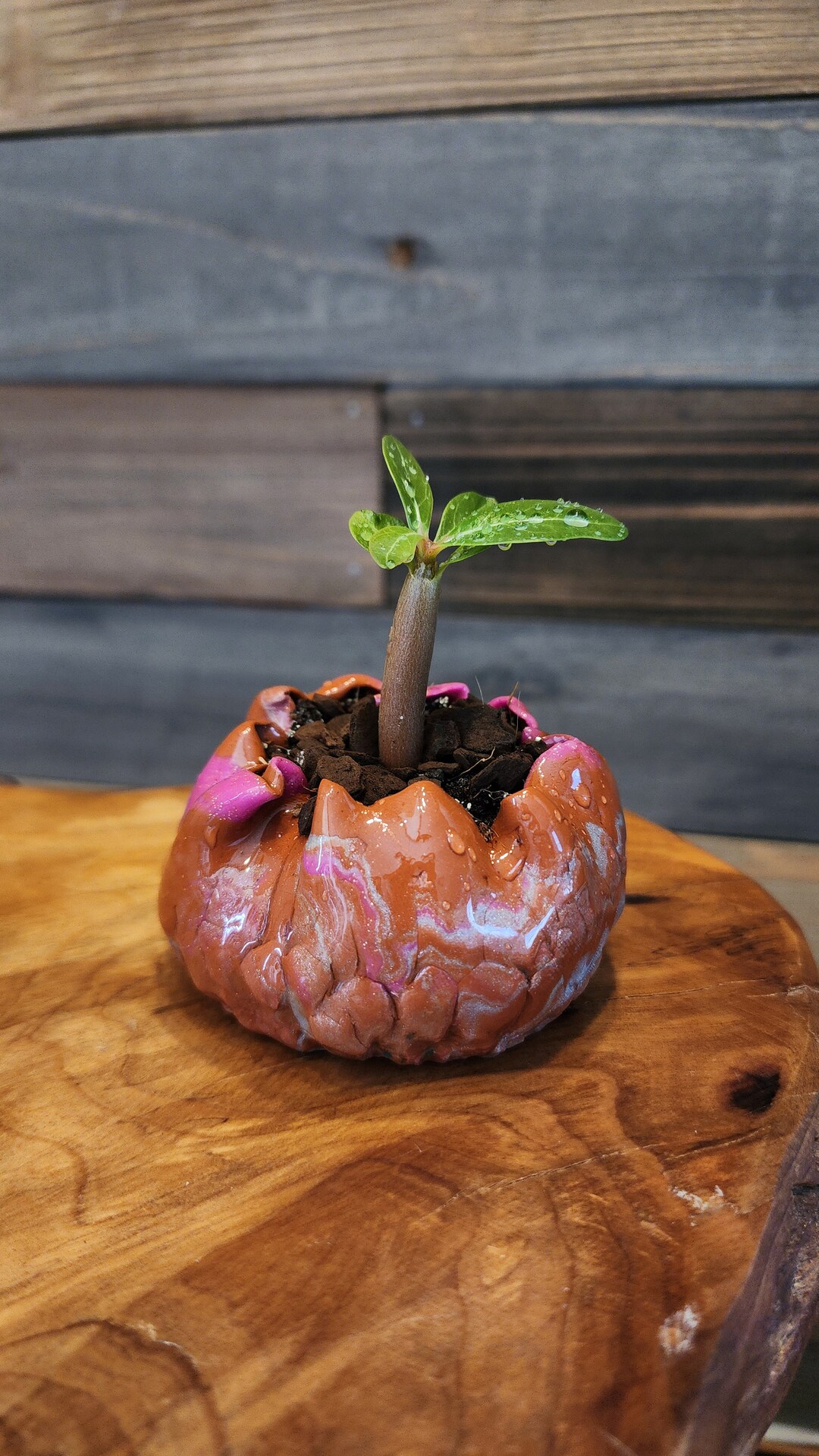 VERY RARE Adenium Arabicum Somalense Thai Siam Seedling, Bonsai ...