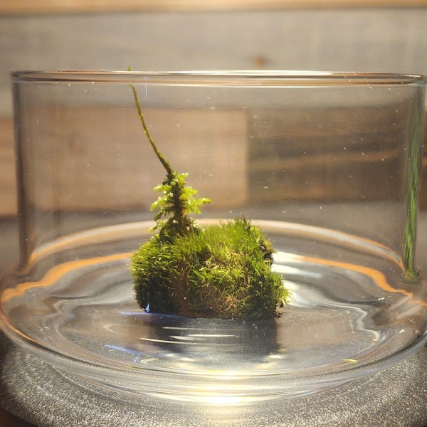 Moss Island Live Tree Moss, Cushion Moss, Fairy Garden, Housewarming Gift, DIY Terrarium, Vivarium Plants, Rare and Unique, Ecosphere, Gift